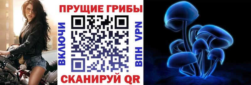 Галлюциногенные грибы Psilocybe  что такое   Суворов 